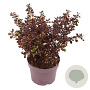 Coprosma 'Chocolate Soldier' 20-25 cm 3,0L