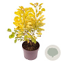 Cotinus cog. Golden Lady 30-40 cm 3,0L