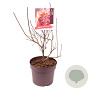 Cotinus cog. 'Royal Purple' 60 cm 7,5L