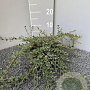 Cotoneaster pr. 'Queen of Carpets' 40-50 cm 2,0L