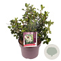 Escallonia 'Iveyi' 40 cm 5,0L