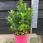 Escallonia laevis Pink Elle 30-40 cm 5,0L