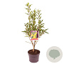 Forsythia int. 'Lynwood' 40-50 cm 3,0L