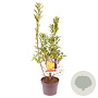 Forsythia int. Week-End 40-50 cm 3,0L