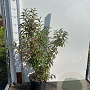 Forsythia int. Week-End 60-80 cm 7,5L