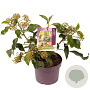 Hedera col. 'Fall Favourite' 30-35 cm 3,0L