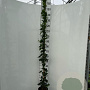 Hedera hel. 'Woerner' 170-200 cm 3,5L met stok