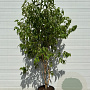 Heptacodium miconioides 175-200 cm cont. 80L