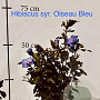 Hibiscus syr. 'Oiseau Bleu' 60-80 cm met kluit