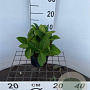 Hydrangea m. 'Renate Steiniger' 25-30 cm 2,0L