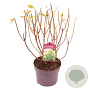 Hydrangea pan. 'Limelight' 30-35 cm 3,0L