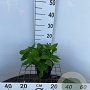 Hydrangea s. 'Bluebird' 25-30 cm 2,0L