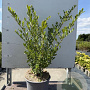 Ilex crenata 'Green Hedge' 30-40 cm 2,0L