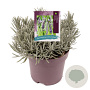 Lavandula int. Phenomenal GM 2,0L