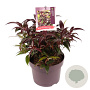 Leucothoe Carinella 20-25 cm 5,0L