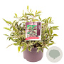 Leucothoe f. Whitewater 25-30 cm 5,0L