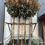 Magnolia grandiflora 14-16 HO container 125 cm stam LEIVORM