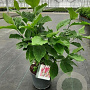 Magnolia 'Susan' 50-60 cm 5,0L