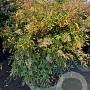 Nandina domestica 130-140 cm container  solitair