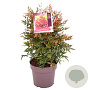 Nandina d. 'Gulf Stream' 40-45 cm 10L