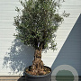 Olea europaea GM cont. 180L meerstammig solitair