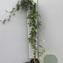 Passiflora caerulea 'Const.Elliott' 100-125 cm 2,0L