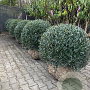 Phillyrea angustifolia 90-100 cm draadkluit bol