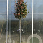 Photinia fraseri 'Robusta Compacta' 160-180 HO container piramide
