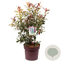 Photinia Magical Volcano 100-125 cm 20L