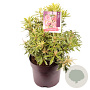 Pieris 'Flaming Silver' 40 cm 7,5L