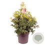 Pieris 'Flaming Silver' 50-60 cm 13L