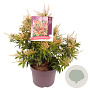 Pieris 'Forest Flame' 40-50 cm 7,5L