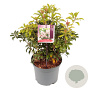 Pieris japonica 'Bonfire' 25-30 cm 3,0L
