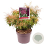 Pieris jap. 'Valley Rose' 25-30 cm 5,0L