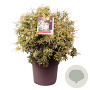 Pieris jap. 'Variegata' 50-60 cm 20L