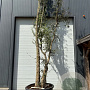 Quercus suber 450-500 cm container meerstammig