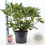 Rhododendron 'Cosmopolitan' 30-40 cm 5,0L