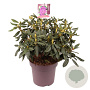 Rhododendron 'Lee's Dark Purple' 50-60 cm 13L