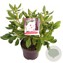 Rhododendron (AC) 'Schneeauge' 30-40 cm 5,0L