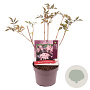 Sambucus nigra Black Beauty 40-50 cm 3,0L
