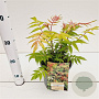 Sorbaria sorbif. 'Sem' 30-40 cm 2,5L