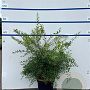 Spiraea cinerea 'Grefsheim' 60-80 cm 7,5L