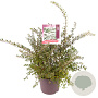 Spiraea nipp. 'Snowmound' 40-50 cm 7,5L