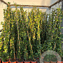 Trachelospermum jasminoides 125-150 cm 3,0L Gestokt