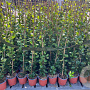 Trachelospermum jasminoides 100-120 cm 2,5L Gestokt