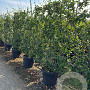 Trachelospermum jasminoides laagstam container lei 120x180