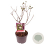 Viburnum burkwoodii 30-40 cm 3,0L