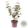 Viburnum carlcephalum 70 cm 7,5L
