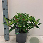 Viburnum davidii 30-40 cm 5,0L