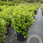 Viburnum tinus 50-60 cm 20L